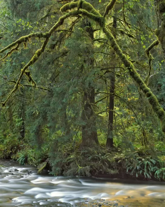 Framed Print : USA, Oregon, Wilson River. River scenic. Credit as: Steve Terrill / Jaynes Gallery / DanitaDelimont Framed Print : USA, Oregon, Wilson River. River scenic. Credit as: Steve Terrill / Jaynes Gallery / DanitaDelimont