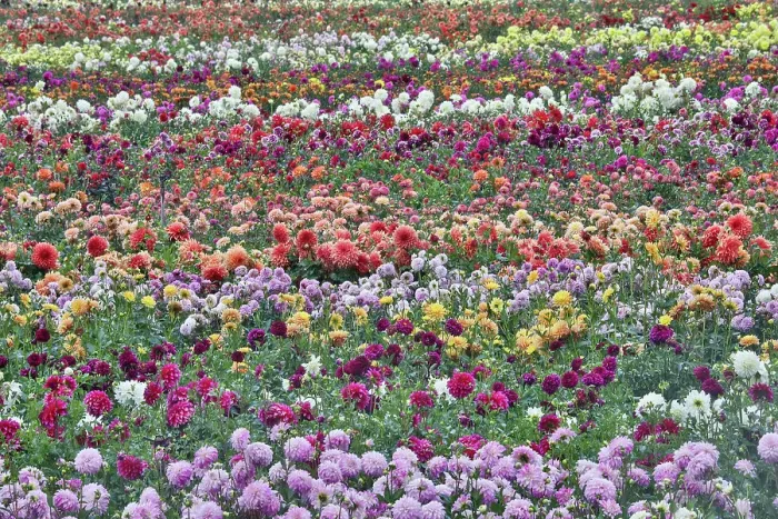 Framed Print : USA, Oregon, Wilsonville. Dahlia field layering of colorful Dahlias