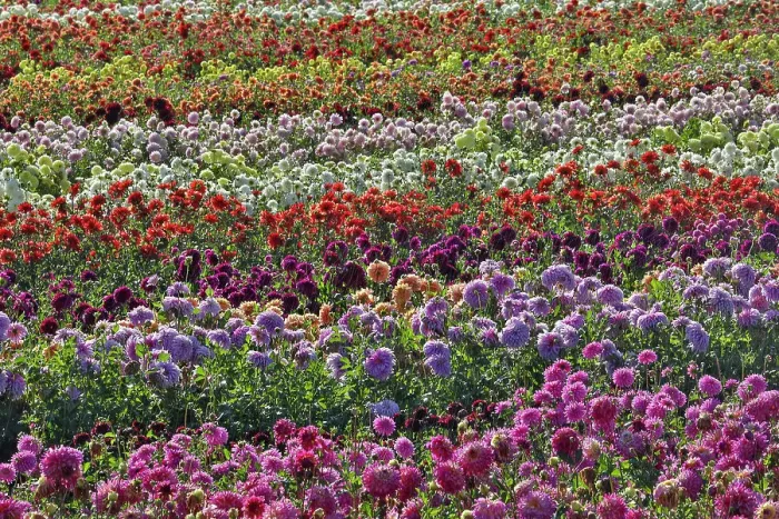 Framed Print : USA, Oregon, Wilsonville. Dahlia field layering of colorful Dahlias Framed Print : USA, Oregon, Wilsonville. Dahlia field layering of colorful Dahlias