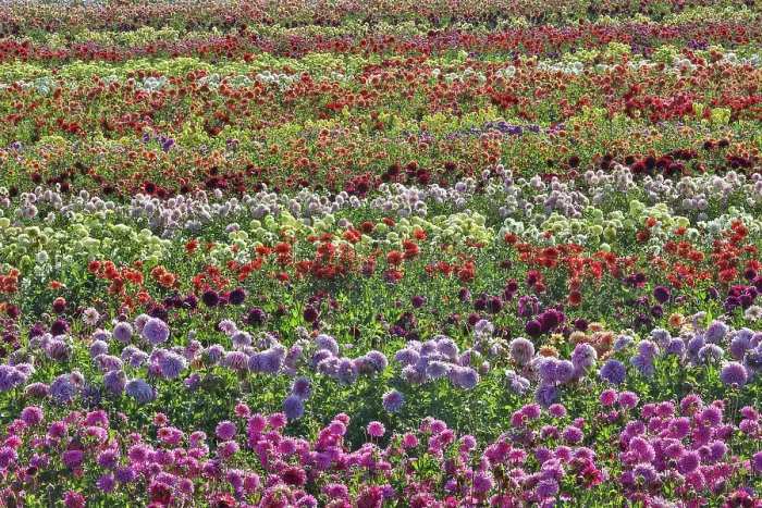 Framed Print : USA, Oregon, Wilsonville. Dahlia field layering of colorful Dahlias Framed Print : USA, Oregon, Wilsonville. Dahlia field layering of colorful Dahlias