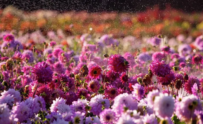 Framed Print : USA, Oregon, Wilsonville, dahlia field with water coming down like rain showers as they water the plants Framed Print : USA, Oregon, Wilsonville, dahlia field with water coming down like rain showers as they water the plants