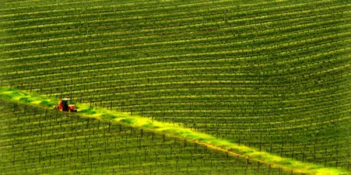 Framed Print : USA, Oregon, Wine Country Willamette Valley. The vineyards of King Estate Framed Print : USA, Oregon, Wine Country Willamette Valley. The vineyards of King Estate
