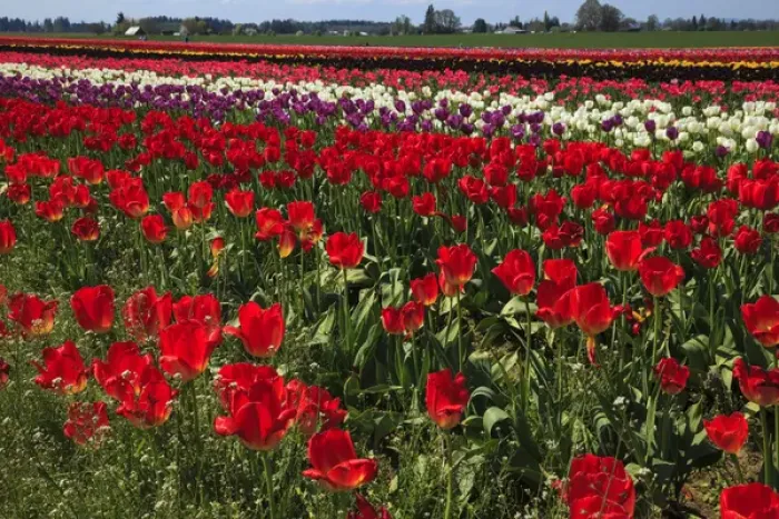 Framed Print : USA, Oregon, Woodburn, Wooden Shoe Tulip Farm, tulips at the tulip festival