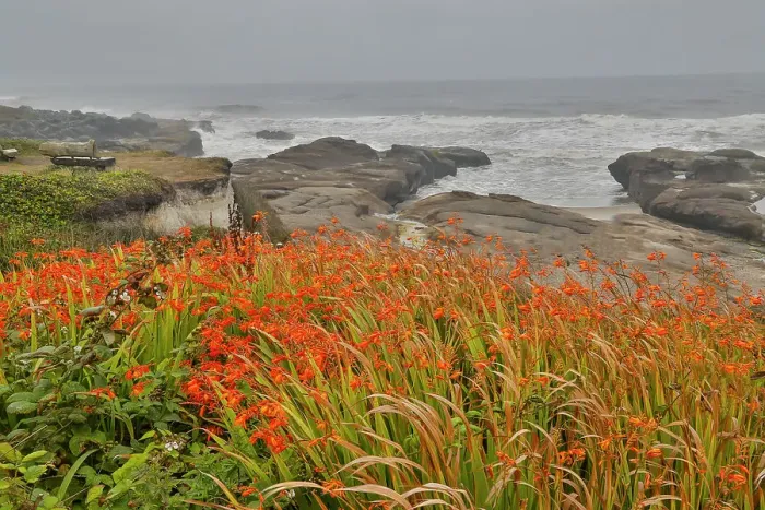 Framed Print : USA, Oregon, Yachats. Crocosmia growing along the coastline Pacific Ocean Framed Print : USA, Oregon, Yachats. Crocosmia growing along the coastline Pacific Ocean
