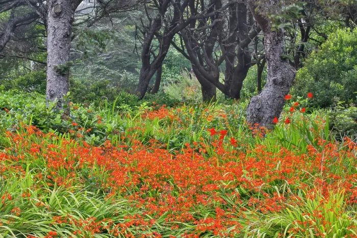 Framed Print : USA, Oregon, Yachats. Crocosmia growing in amongst Sitka Spruce trees