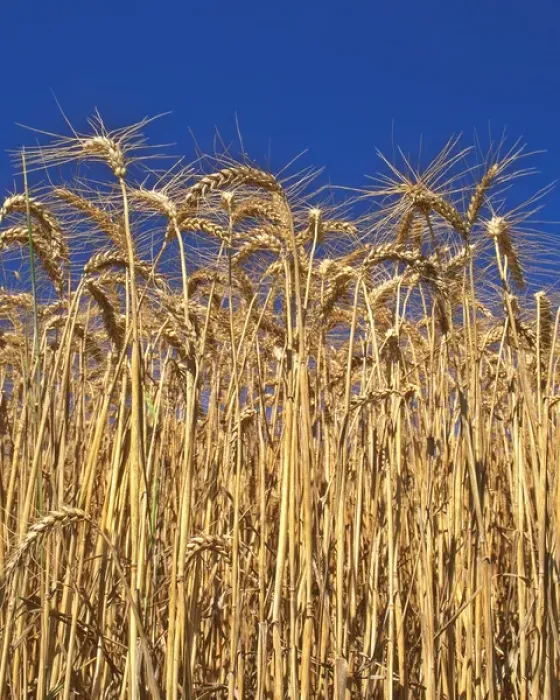 Framed Print : USA, Oregon, Yamhill County. Close-up of tall wheat stalks
