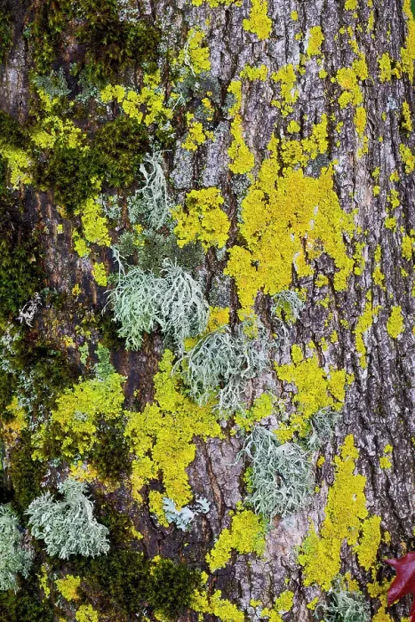 Framed Print : USA, Oregon. Yellow lichen on tree bark