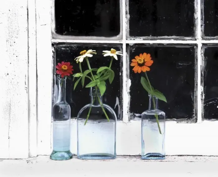 Framed Print : USA, Oregon, Zinnias in bottles on windowsill Framed Print : USA, Oregon, Zinnias in bottles on windowsill