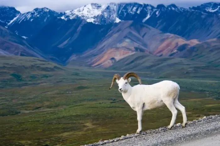 Framed Print : USA, Pacific Northwest, Alaska, Denali National Park, Dall sheep roaming Polychrome Pass Framed Print : USA, Pacific Northwest, Alaska, Denali National Park, Dall sheep roaming Polychrome Pass