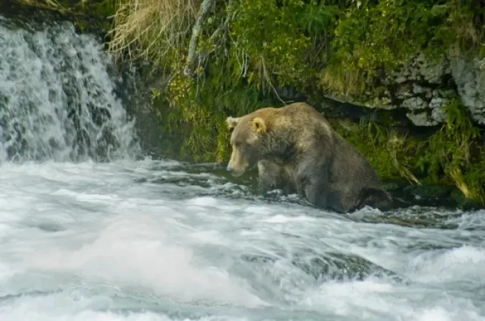 Framed Print : USA, Pacific Northwest, Alaska, Katmai National Park. Grizzly bear fishing for salmon