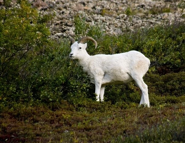 USA, Pacific Northwest, Alaska, Denali National Park, Dall sheep roaming Polychrome Pass