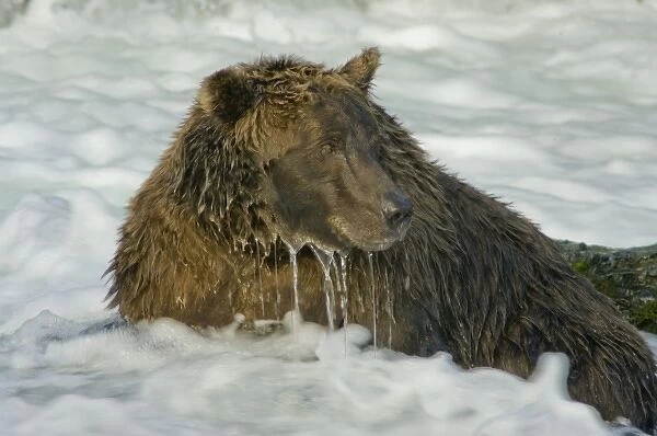 USA, Pacific Northwest, Alaska, Katmai National Park. Grizzly bear (Ursus arctos