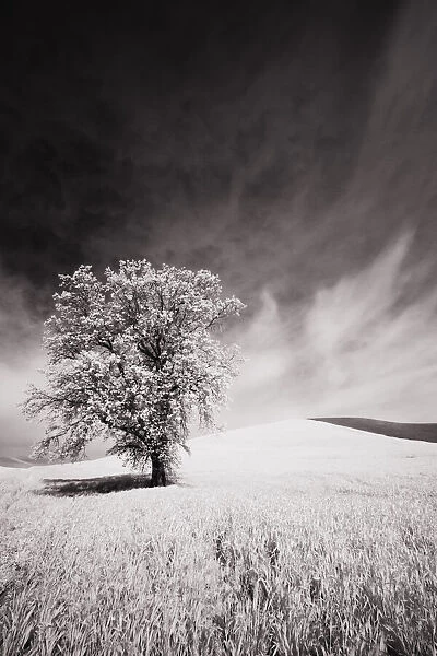 USA, Palouse Country, Infrared Palouse fields and lone tree