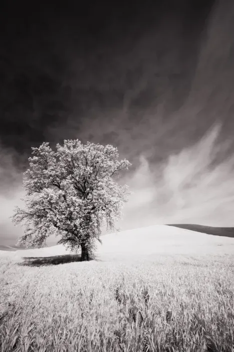 Framed Print : USA, Palouse Country, Infrared Palouse fields and lone tree Framed Print : USA, Palouse Country, Infrared Palouse fields and lone tree