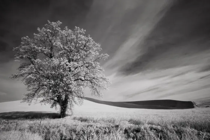 Framed Print : USA, Palouse Country, Washington State. Infrared Palouse fields and lone tree Framed Print : USA, Palouse Country, Washington State. Infrared Palouse fields and lone tree