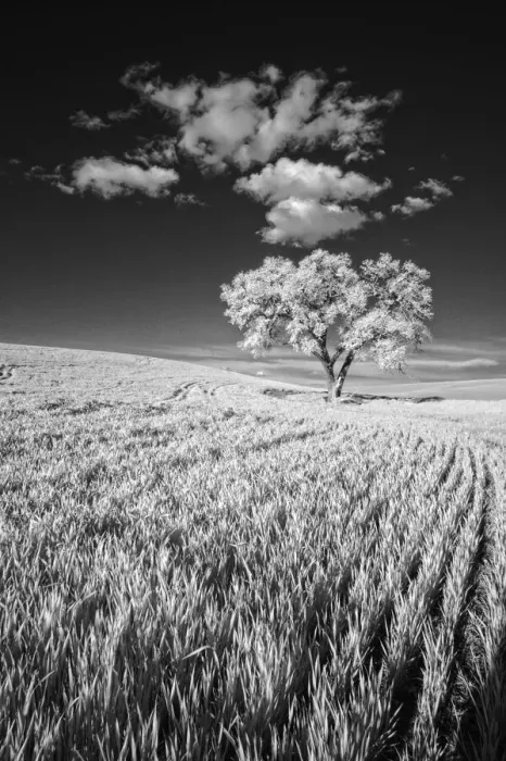 Framed Print : USA, Palouse Country, Washington State, Infrared Palouse fields and lone tree Framed Print : USA, Palouse Country, Washington State, Infrared Palouse fields and lone tree