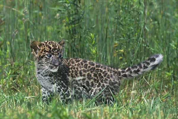USA, Pennsylvania. African leopard cub walking in tall grass. (Rescue) Credit as