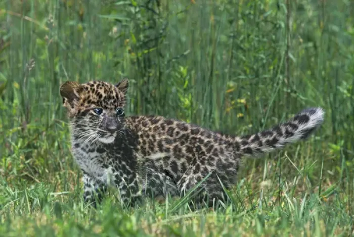 Framed Print : USA, Pennsylvania. African leopard cub walking in tall grass. (Rescue) Credit as Framed Print : USA, Pennsylvania. African leopard cub walking in tall grass. (Rescue) Credit as