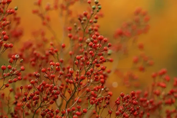 Framed Print : USA, Pennsylvania. Autumn bittersweet plant Framed Print : USA, Pennsylvania. Autumn bittersweet plant