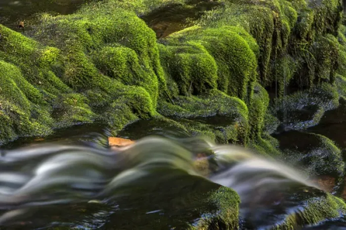 Framed Print : USA, Pennsylvania, Benton, Ricketts Glen State Park. Flowing stream from waterfall Framed Print : USA, Pennsylvania, Benton, Ricketts Glen State Park. Flowing stream from waterfall