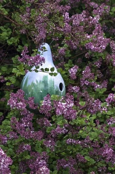 USA, Pennsylvania. Birdhouse made from a painted gourd in a lilac tree. Credit as