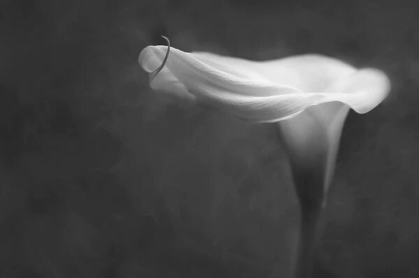 USA, Pennsylvania. Calla lily in black & white