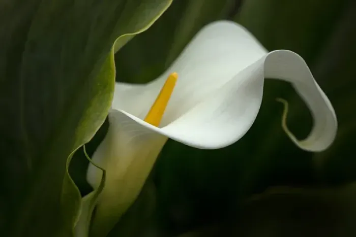 Framed Print : USA, Pennsylvania. Calla lily close-up. Credit as: Kathleen Clemons / Jaynes Gallery Framed Print : USA, Pennsylvania. Calla lily close-up. Credit as: Kathleen Clemons / Jaynes Gallery