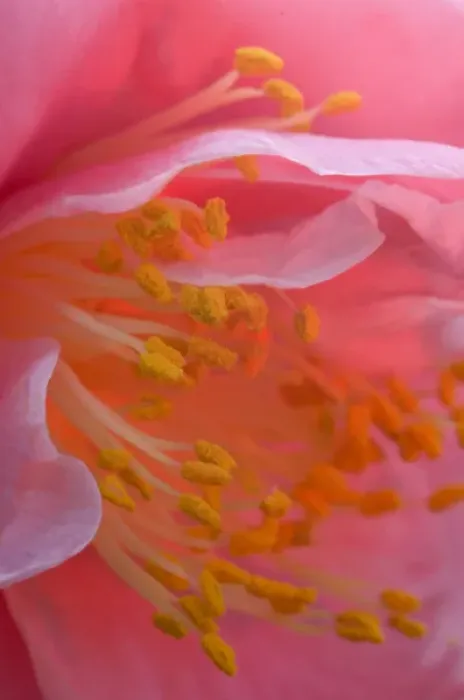 Framed Print : USA, Pennsylvania. Camelia blossom close-up Framed Print : USA, Pennsylvania. Camelia blossom close-up