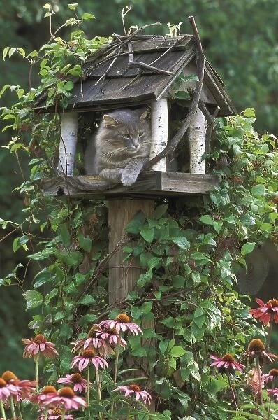 USA, Pennsylvania, Cat in birdfeeder amid clematis and coneflowers