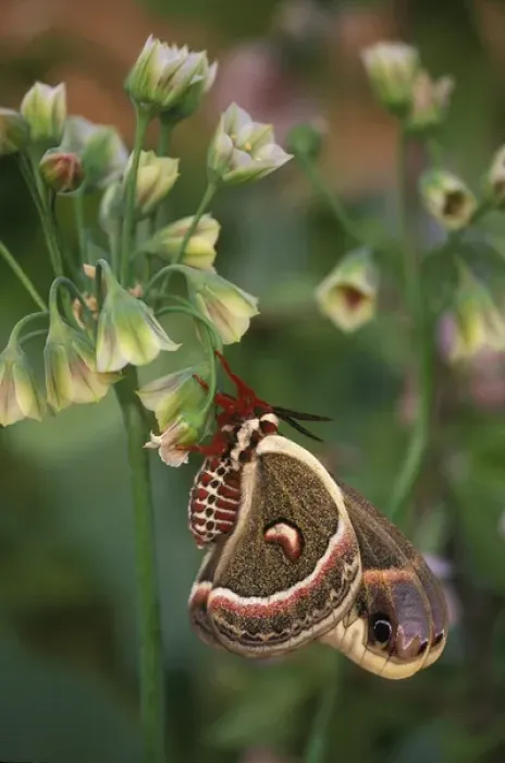 Framed Print : USA, Pennsylvania. Cecropia moth on allium flowers Framed Print : USA, Pennsylvania. Cecropia moth on allium flowers