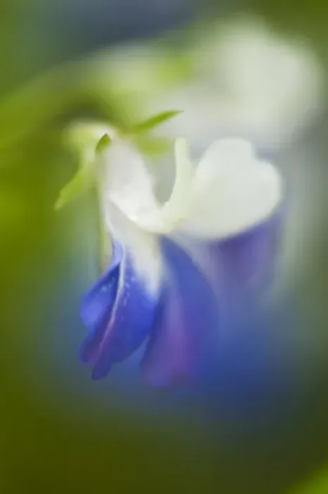 Framed Print : USA, Pennsylvania, Cedar Creek. Close-up abstract of blue-eyed Mary wildflower. Credit as Framed Print : USA, Pennsylvania, Cedar Creek. Close-up abstract of blue-eyed Mary wildflower. Credit as