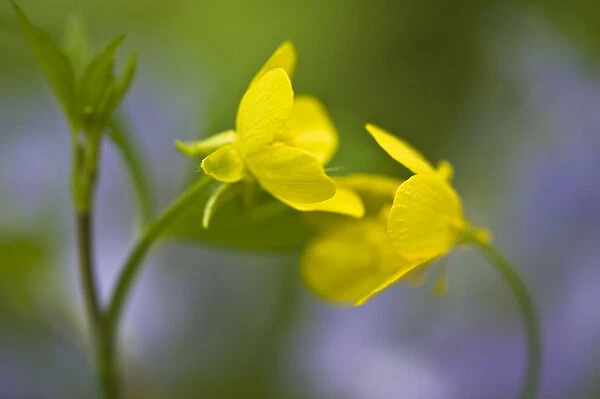 USA, Pennsylvania, Cedar Creek. Abstract of two cinquefoil flowers curved toward each other