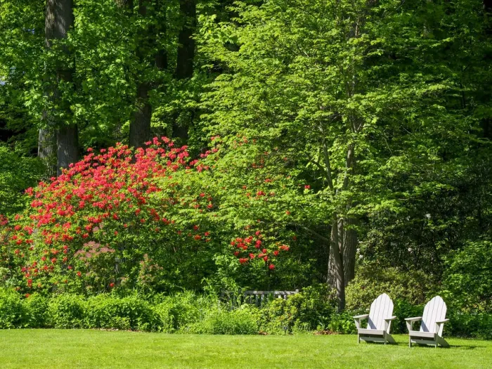 Framed Print : USA, Pennsylvania. Two chairs and flowering shrub in a park Framed Print : USA, Pennsylvania. Two chairs and flowering shrub in a park