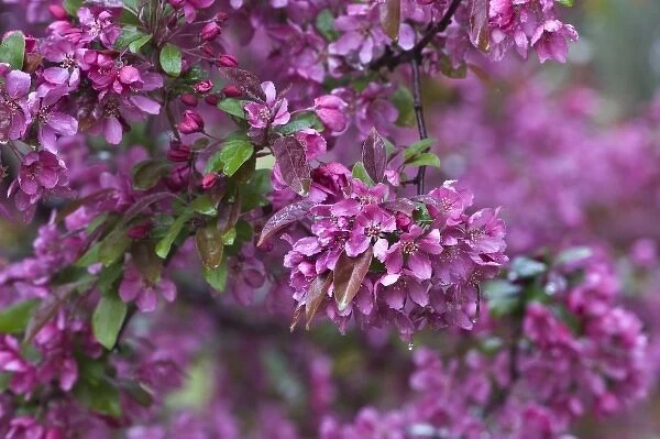 USA, Pennsylvania. Cherry blossom tree in bloom