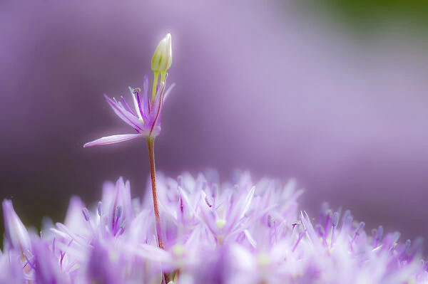 USA, Pennsylvania. Close-up of alium flowers. Credit as: Nancy Rotenberg  /  Jaynes