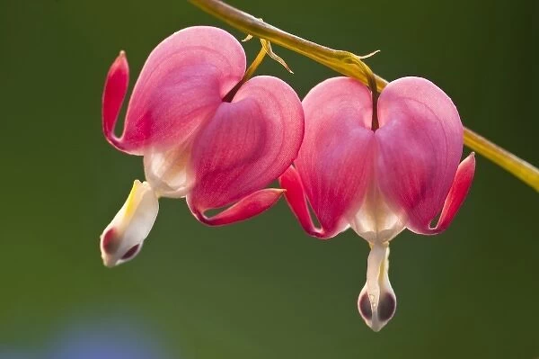 USA, Pennsylvania. Close-up of two bleeding heart flowers. Credit as: Nancy Rotenberg