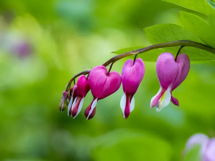 Framed Print : USA, Pennsylvania. Close-up of a bleeding heart flower Framed Print : USA, Pennsylvania. Close-up of a bleeding heart flower