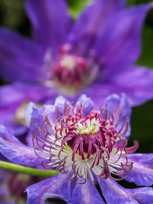 Framed Print : USA, Pennsylvania. Close-up of a clematis blossom Framed Print : USA, Pennsylvania. Close-up of a clematis blossom