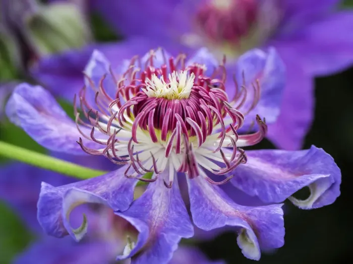 Framed Print : USA, Pennsylvania. Close-up of a clematis blossom Framed Print : USA, Pennsylvania. Close-up of a clematis blossom