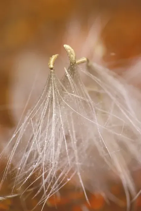 Framed Print : USA, Pennsylvania. Close-up of dandelion seedheads