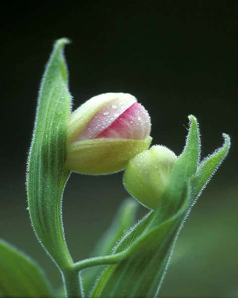 USA, Pennsylvania. Close-up of flower bud opening