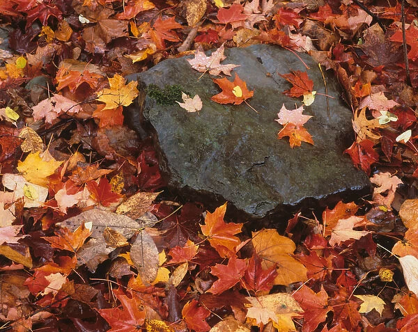 USA, Pennsylvania. Close-up of forest floor in Worlds End State Park. Credit as