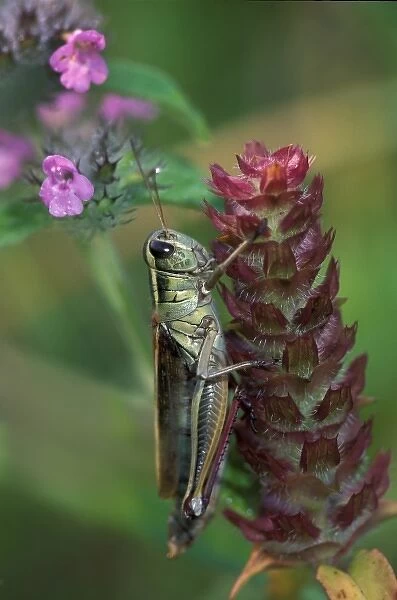 USA, Pennsylvania. Close-up of grasshopper on plant
