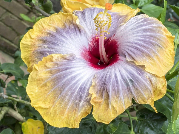 USA, Pennsylvania. Close-up of the Hibiscus rosa-sinensis Fifth Dimension