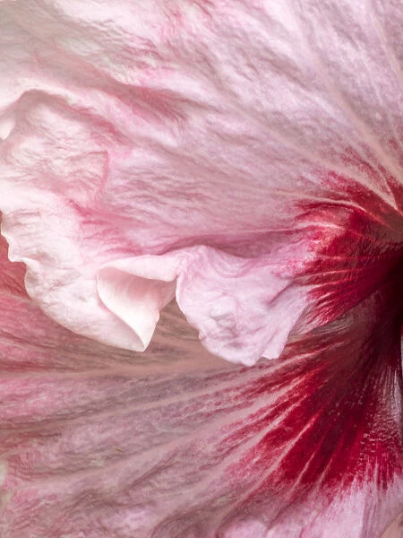 USA, Pennsylvania. Close-up of a hibiscus flower
