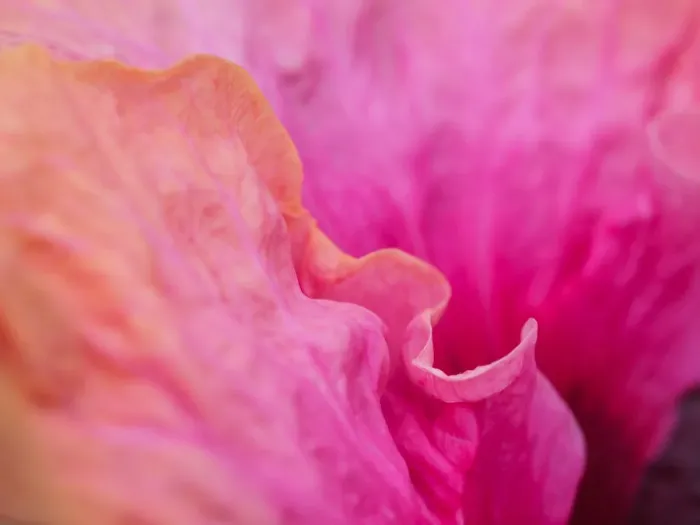 Framed Print : USA, Pennsylvania. Close-up of a hibiscus flower Framed Print : USA, Pennsylvania. Close-up of a hibiscus flower