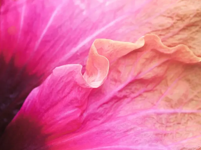 Framed Print : USA, Pennsylvania. Close-up of a hibiscus flower Framed Print : USA, Pennsylvania. Close-up of a hibiscus flower