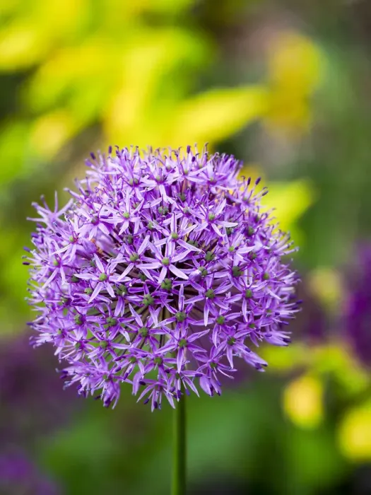Framed Print : USA, Pennsylvania. Close-up image of the summer flowering bulbous perennial purple Allium flowers Framed Print : USA, Pennsylvania. Close-up image of the summer flowering bulbous perennial purple Allium flowers