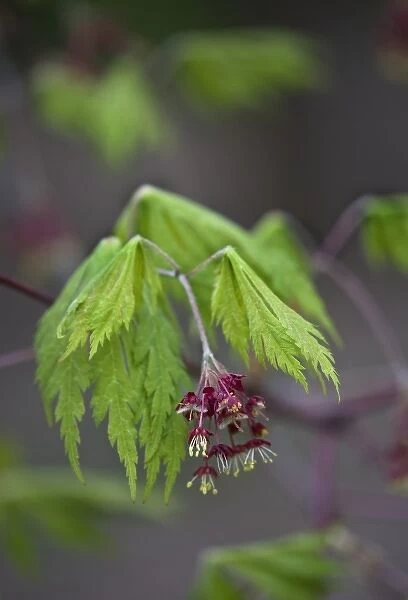 USA, Pennsylvania. Close-up of maple leaf opening in springtime