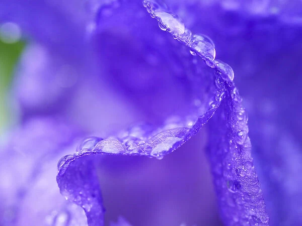 USA, Pennsylvania. Close-up of a purple iris covered in water from a recent rain